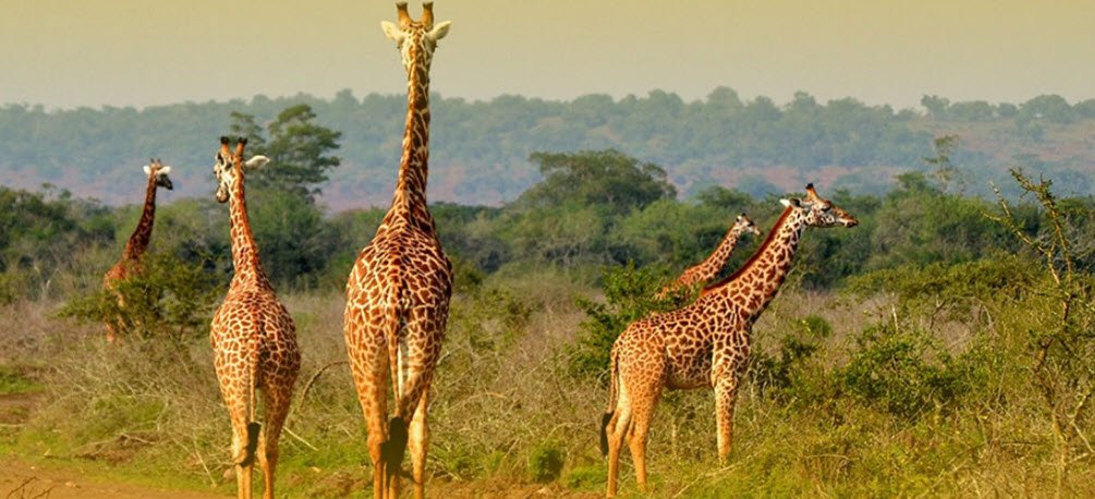 Akagera National Park, Kayonza, Eastern Province, Rwanda